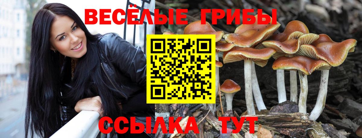 Псилоцибиновые грибы Cubensis Балахна